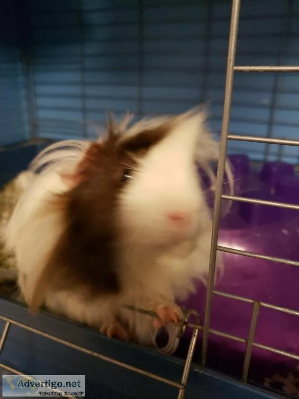 Male Longhair Guinea Pig