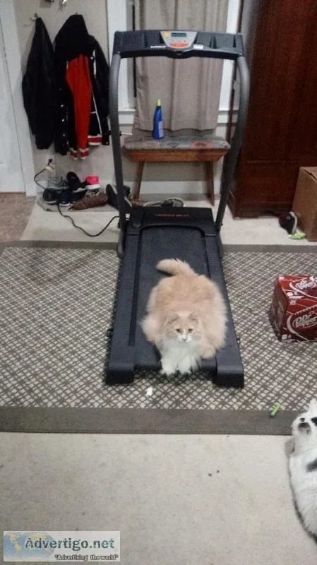 Long Hair Orange Cat