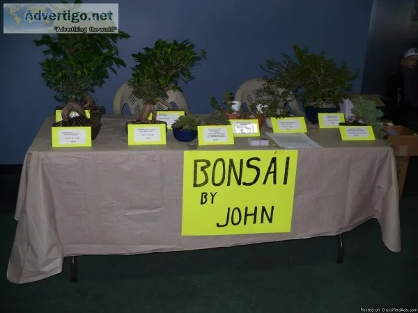BONSAI TREES  Clearance Sale