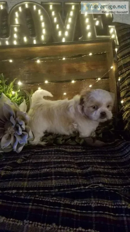Harley Male Shih-Chon Teddy Bear