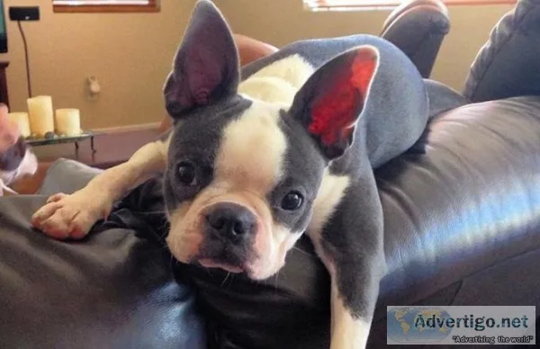 Top Class Male and Female Boston Terrier Available.