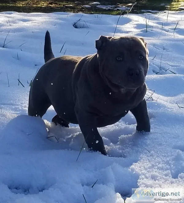 Lebanon albany area
