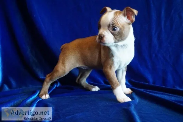 Boston Terrier Puppies