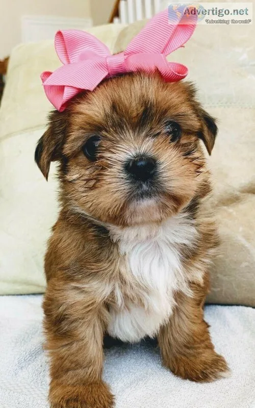 Shorkie babies