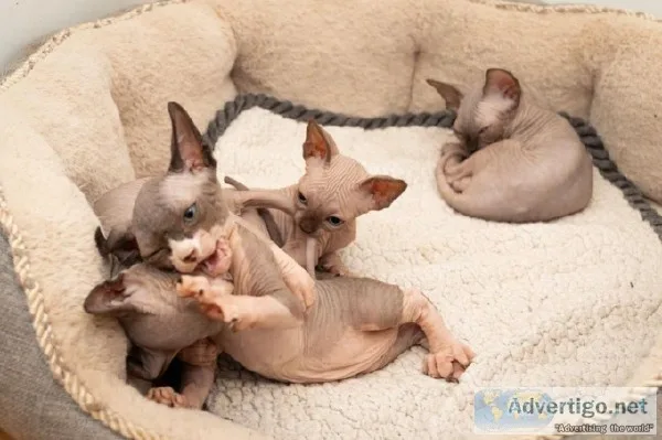 8 Gorgeous Pedigree Sphynx Kittens For Sale