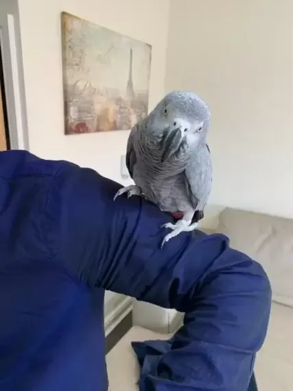 Naking African grey parrots ready now