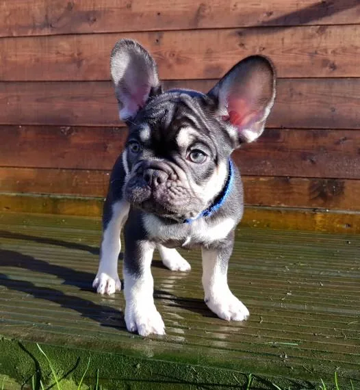 Chocolate And Tan French Bulldog pups