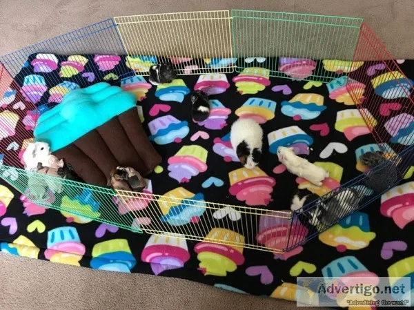 Fancy and Unique Pocket Pets