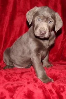 George Male Labrador Retriever