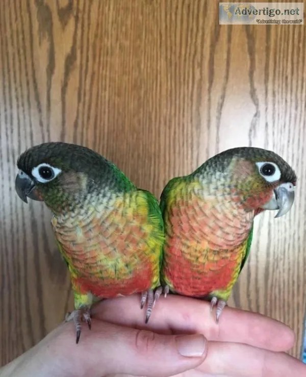 Green Cheeked Conures