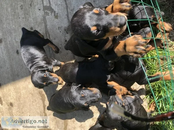 Doberman puppies