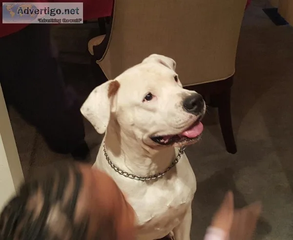 Well Trained American Bulldog