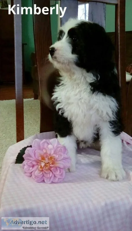 Kimberly Female Mini Bernedoodle