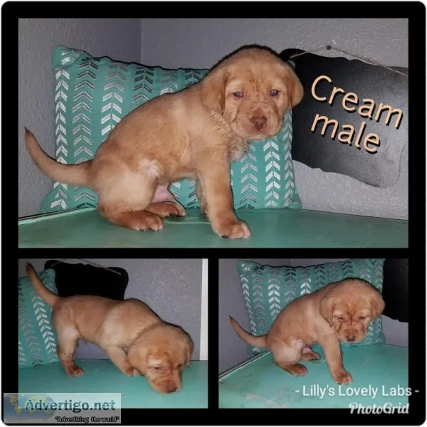 AKC Labrador puppies