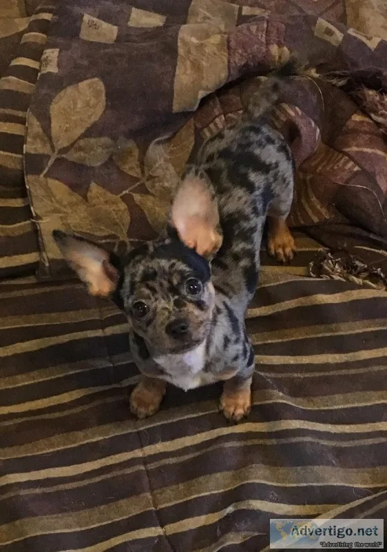 Shi chi puppies