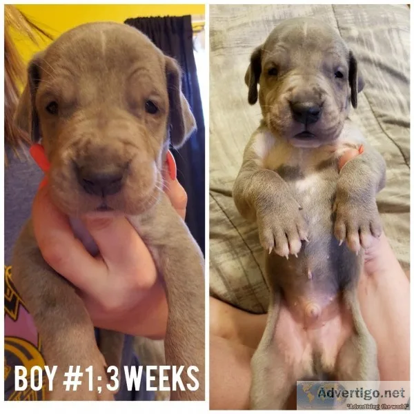 Registered Great Dane Puppies