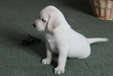 Classic Labrador Retriever puppies for sale