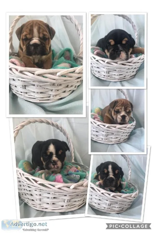 AKC English Bulldog Puppies