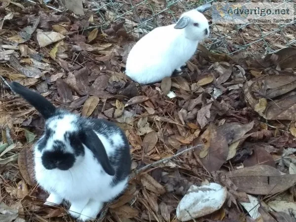 Bunny s for sale