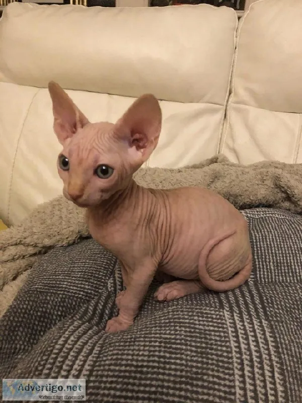 Black GCCF CHAMPION Sphynx Kittens