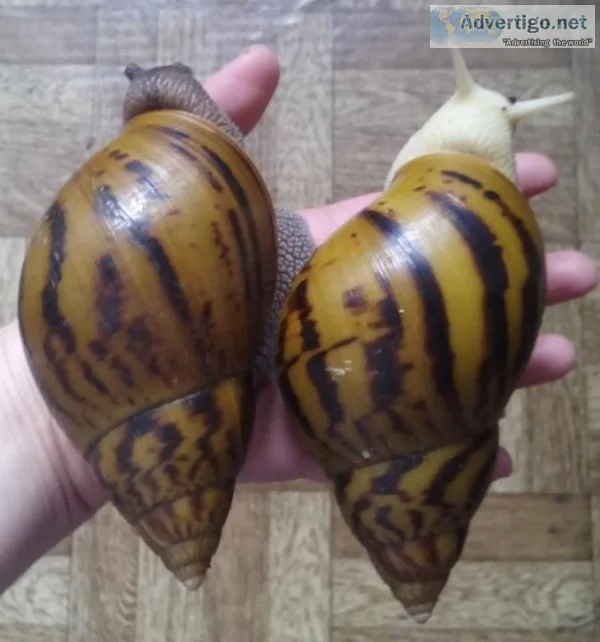 Achatina Giant African Land Snails