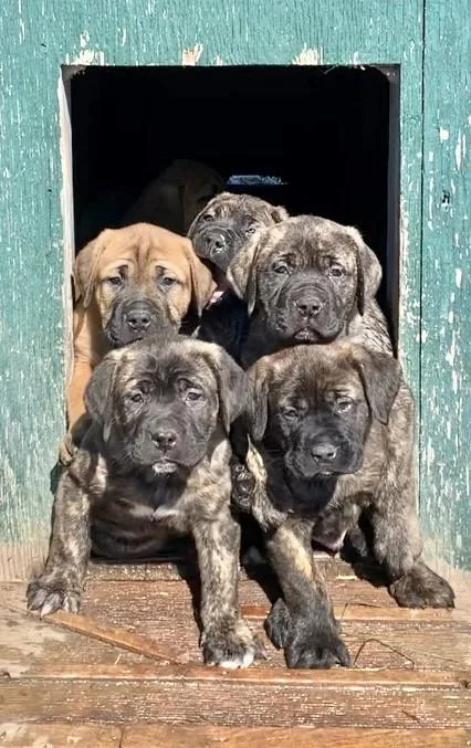 ONLY 3 LEFT LOOKING FOR THEIR FOREVER HOME 