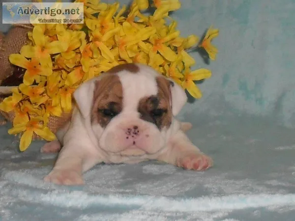 Bingo Male Mini Bulldog
