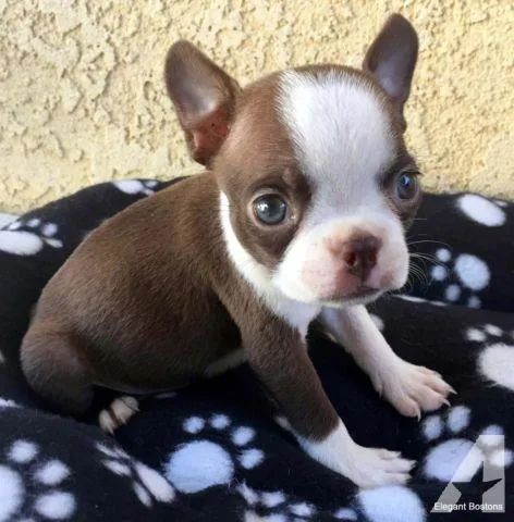 Home Broken Boston Terrier Puppies Available.