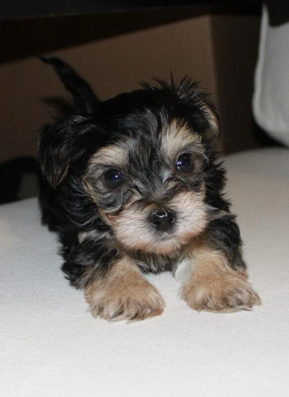 Sweet F1 Morkie Puppies