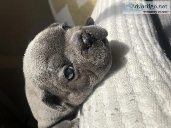 AKC frenchies