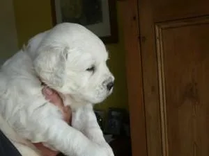 Pale Cream Golden Retriever