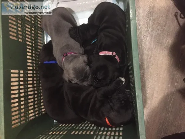 Cane Corso