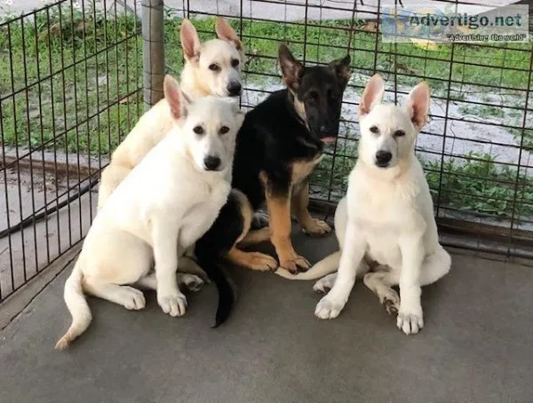 German Shepherd Puppies - AKC