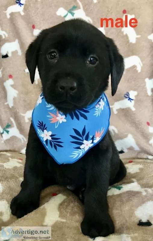 labrador puppies