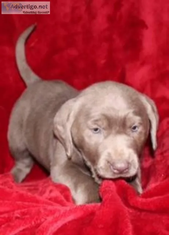 Jackie Female AKC Silver Labrador Retriever
