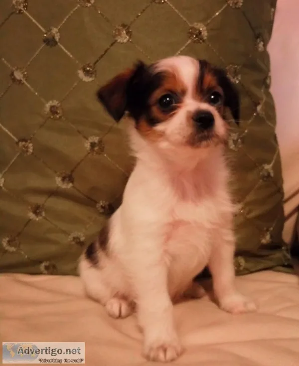 Tiny shih tzu yorkie puppies