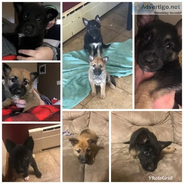 German ShepherdBelgian Malinios Puppies