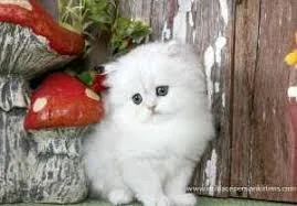 Adorable persian cat for loving home