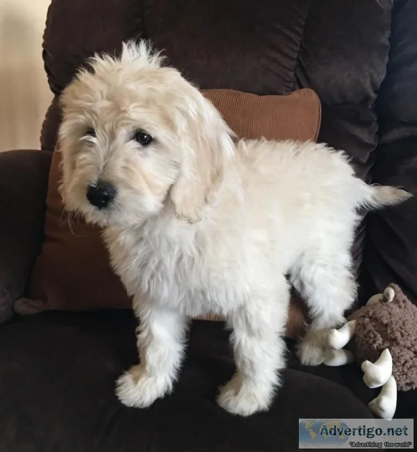 Goldendoodle