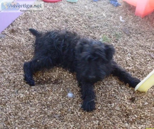 Kerry Blue Terrier