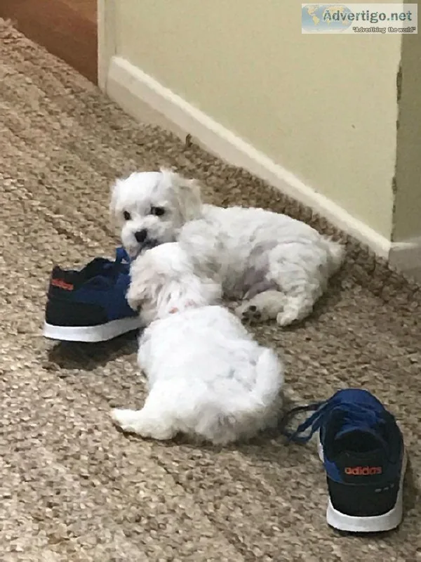 Ckc Healthy Maltese Puppies Ready Now