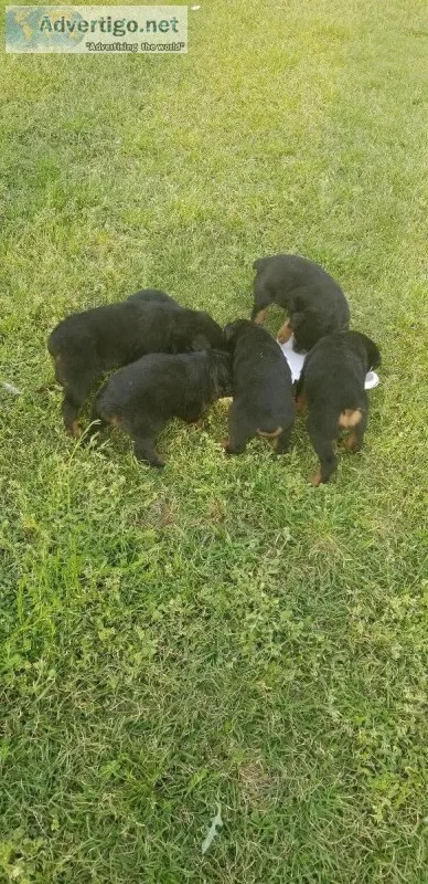 Rottweiler puppies ready now