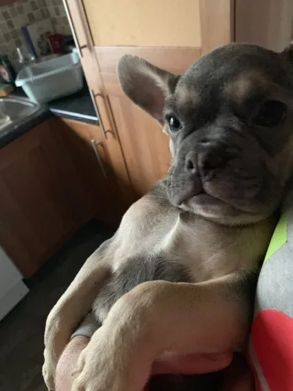 French Bulldog Dogs and Puppies for sale