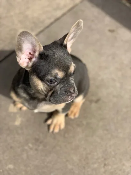 French Bulldog Dogs and Puppies for sale