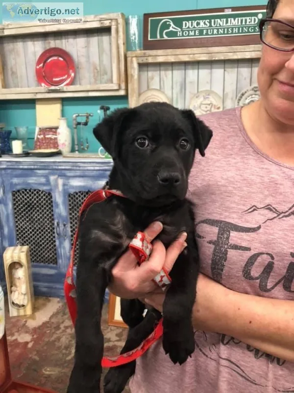 Kc Registered Labrador Puppies