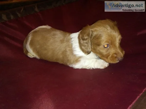 Miniature Dachshunds