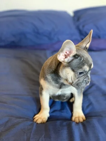 Fabulous Frenchie Puppies Ready To Go