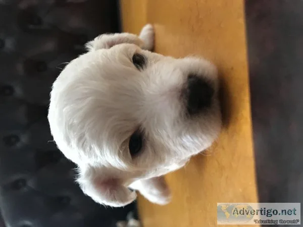Bichon Puppies for Sale