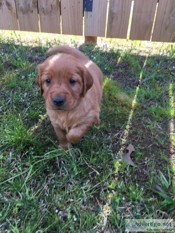 Golden Retriever Puppies