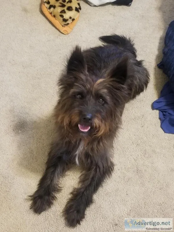 4 year old Cairn terrier mix